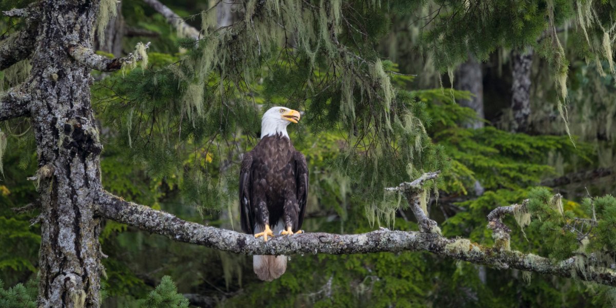 bald eagle in Canada perched on a tree branch
