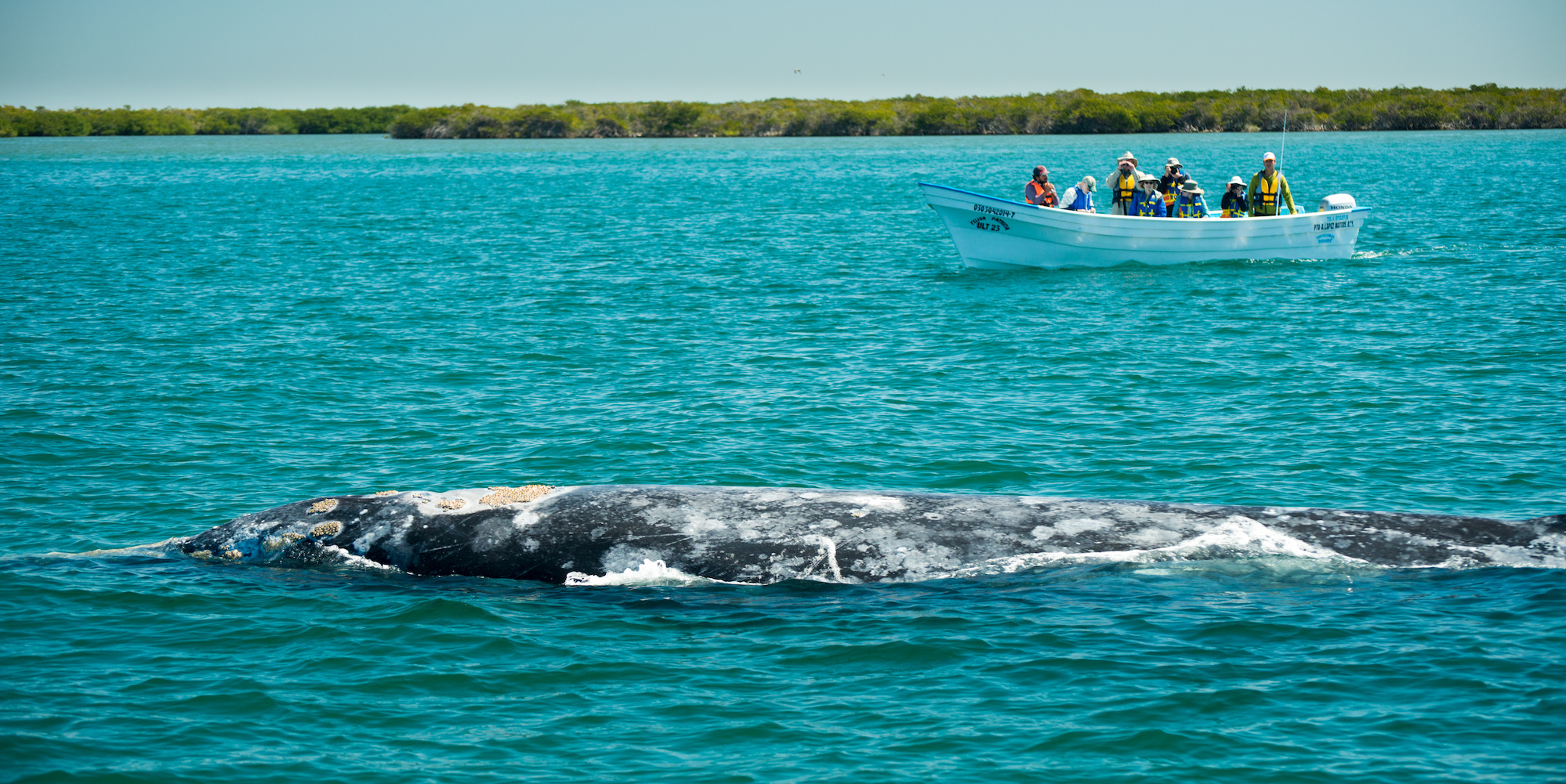 A boat of whale watchers observing a whale in the water near them in Baja California Sur