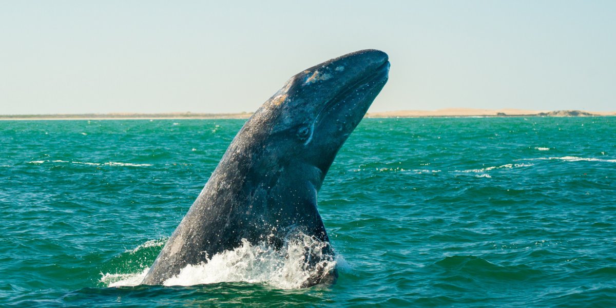 A Magdalena Bay gray whale breaching the water