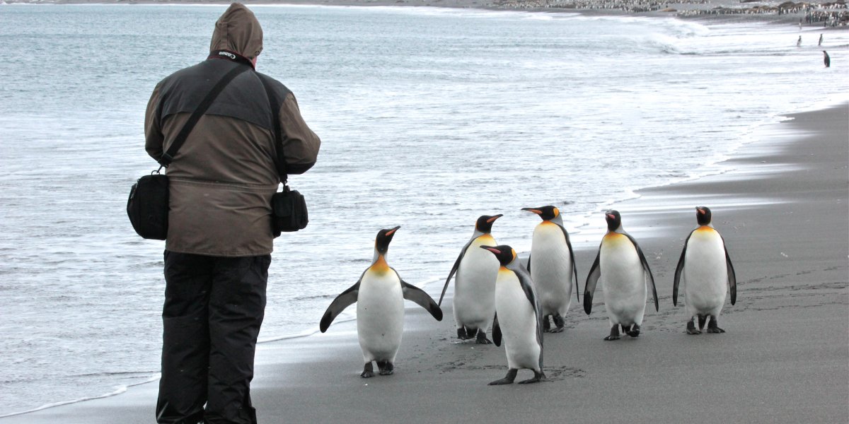 10 Phenomenal Penguin Species