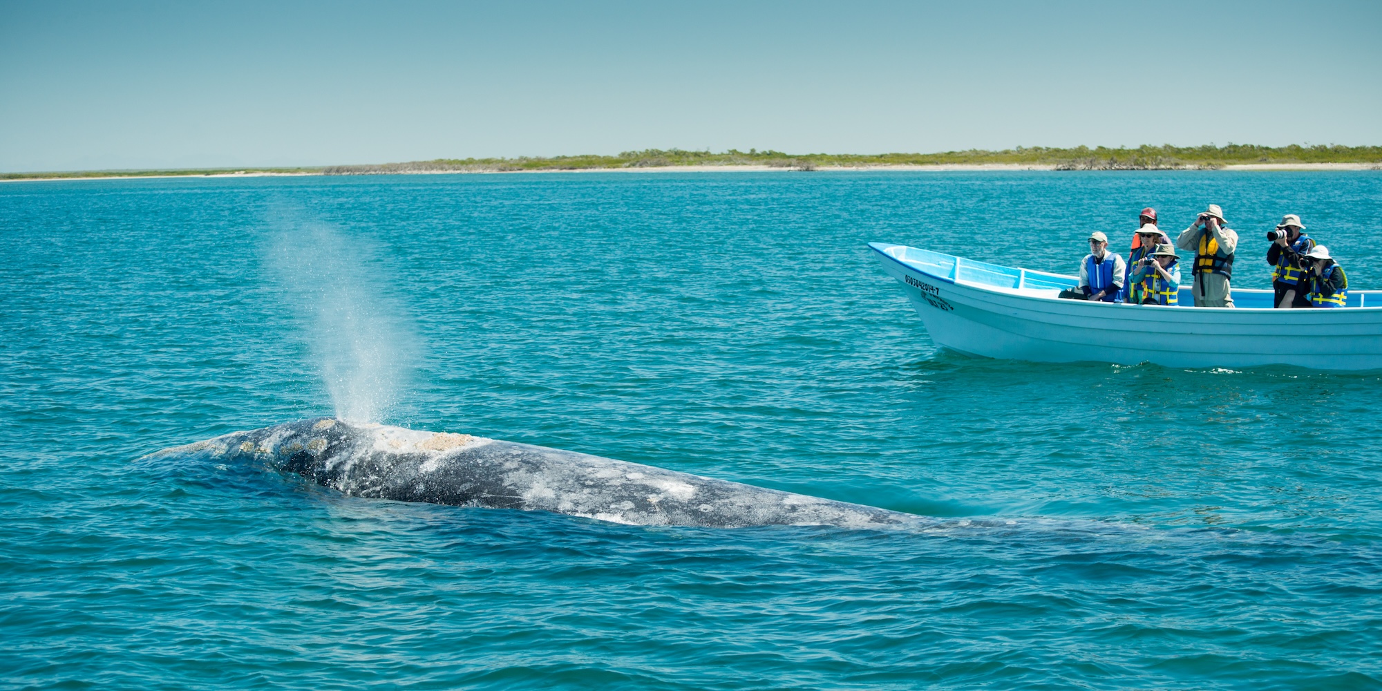 Close encounter with a gray whale approaching a whale watching boat in Baja California