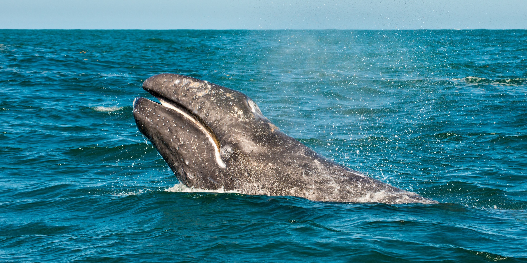 Gray whale surfacing in a calm lagoon during whale watching season in Baja California