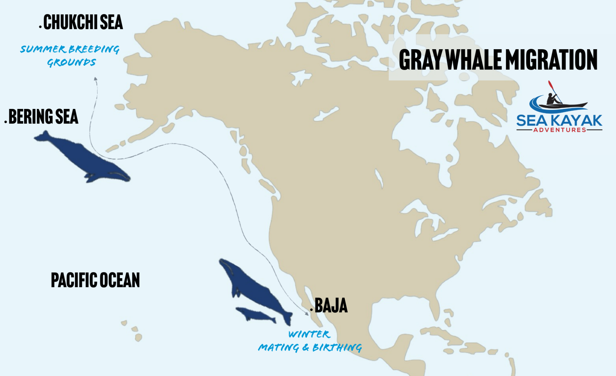 An infographic map showing the route that gray whales take along their summer and winter migration.
