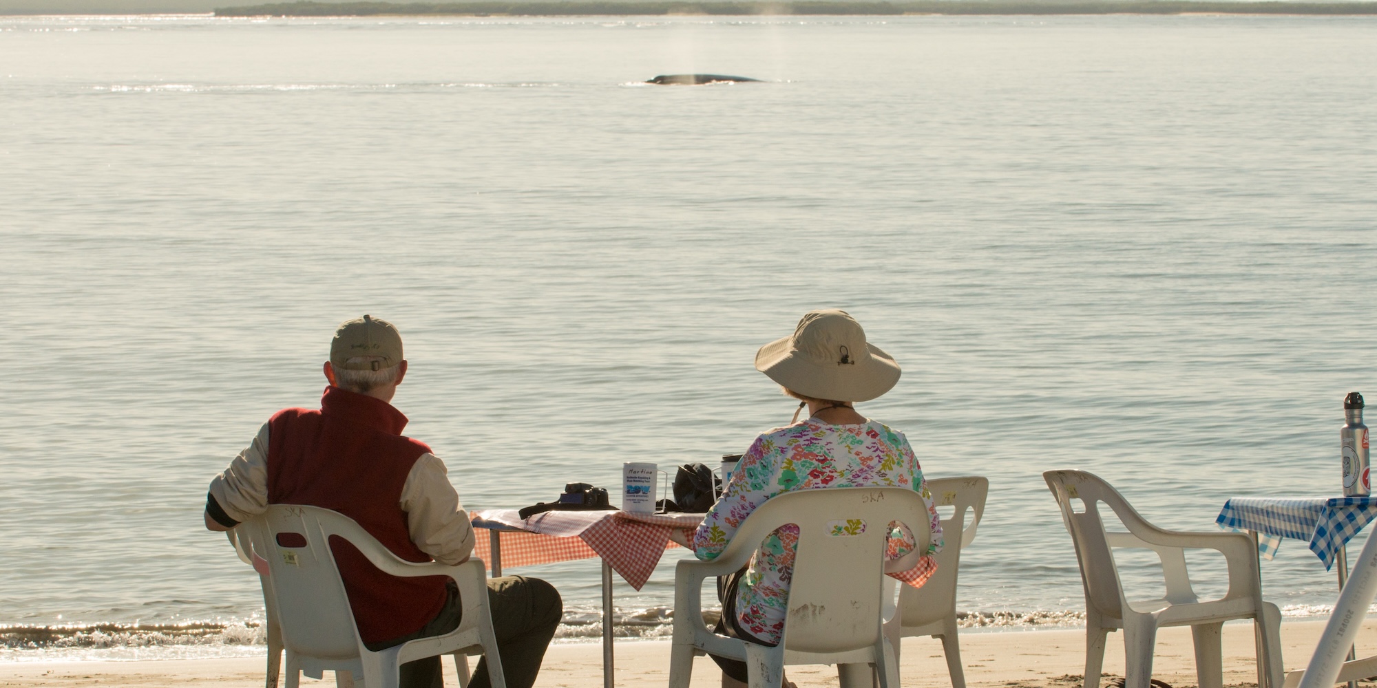 Guests watching gray whales surface offshore from a quiet beach in Baja California