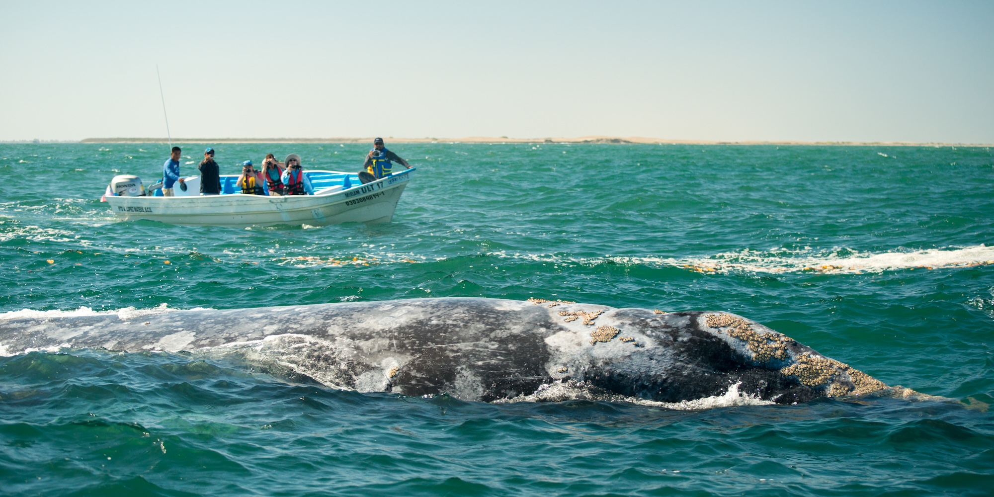 The back of a gray whale floating near the surface of the ocean with a whale watching skiff boat tour in the background, all in Mexico.