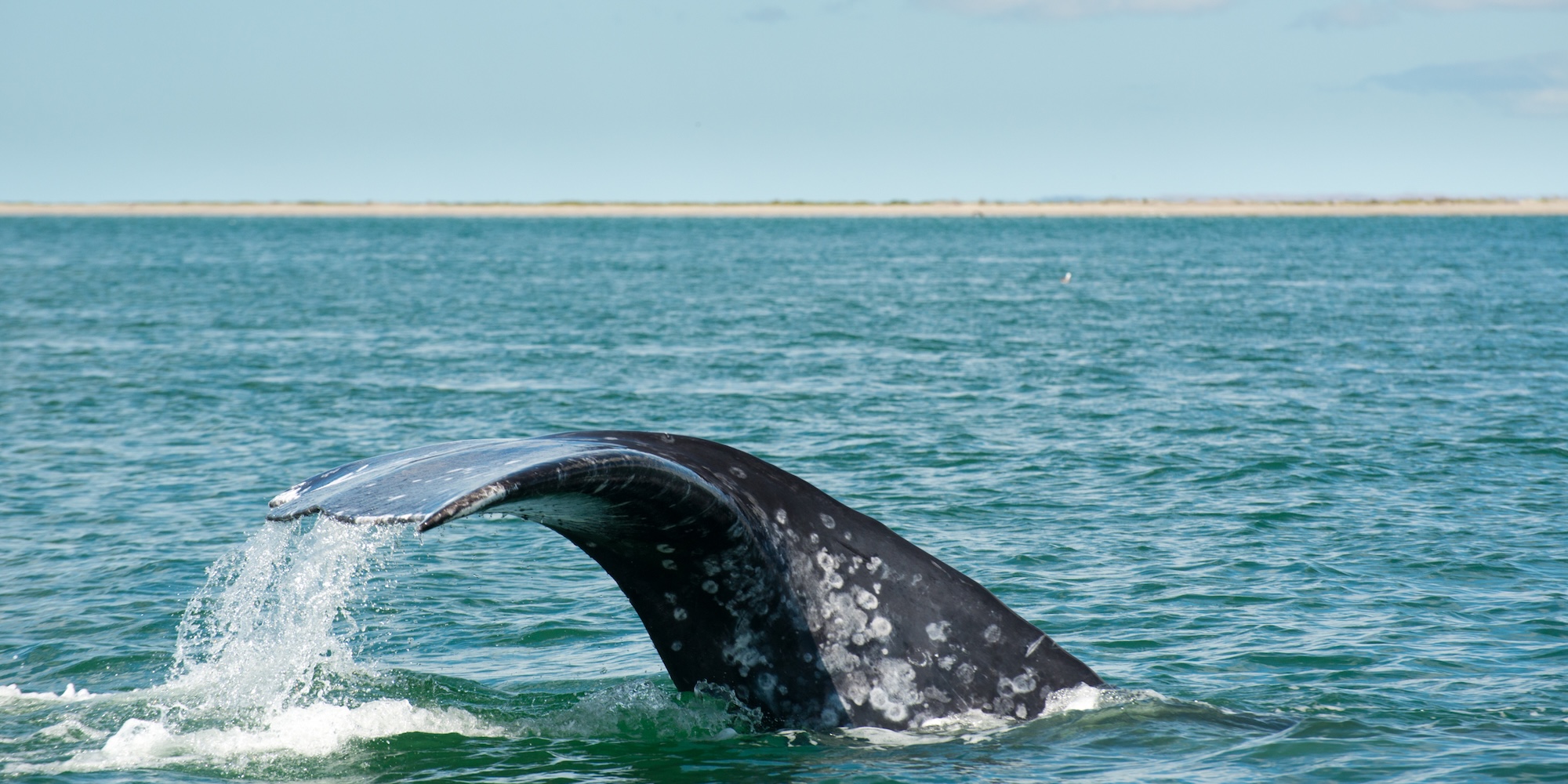 A gray whale tail coming out of the water after a whale surfaced to greet a nearby boat in Baja, Mexico.