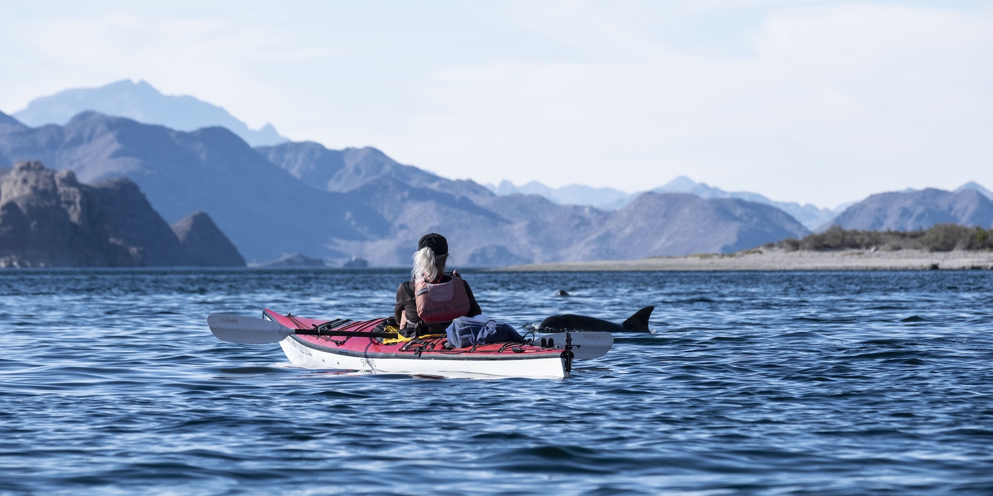 A kayaker paddling through calm blue waters in Baja, Mexico, watching dolphins surface near the kayak with desert mountains in the distance.